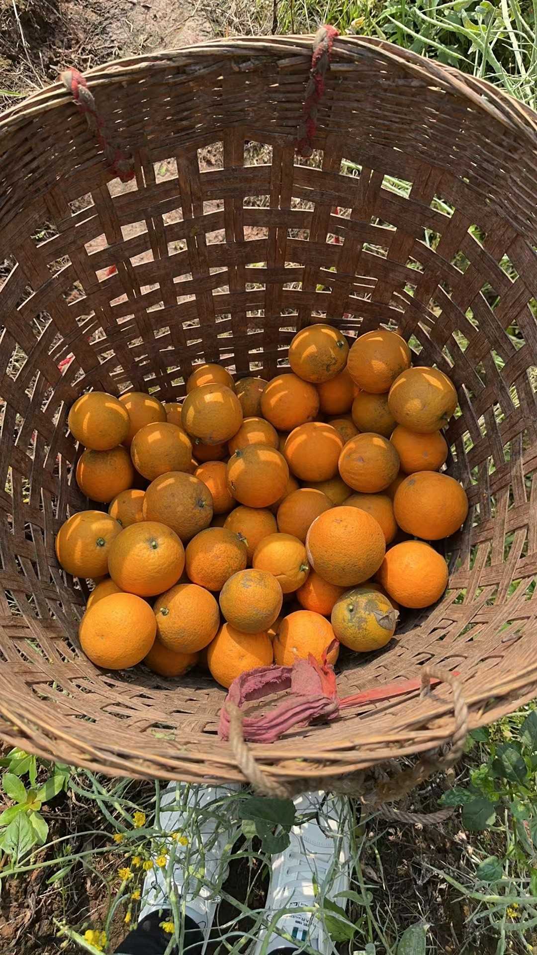 摘橘子3