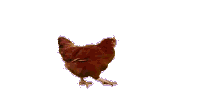 鸡
