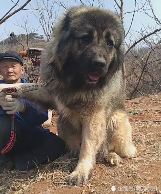 大狗陪老人